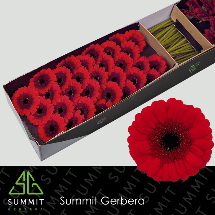<h4>Germini Red Ruby Doos</h4>