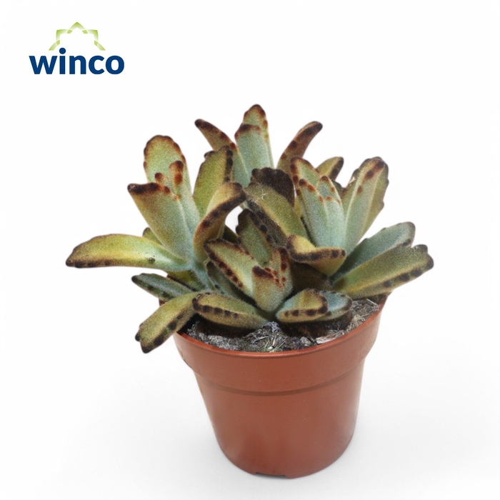 <h4>Kalanchoe Tomentosa Chocolate Soldier</h4>