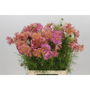 Cosmos Apricot