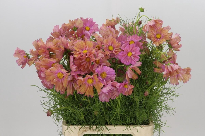 <h4>Cosmos Apricot</h4>
