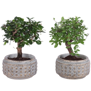 Bonsai Indoor Mix Ø11cm Ball Shape in Ø14cm Luxury Bowl