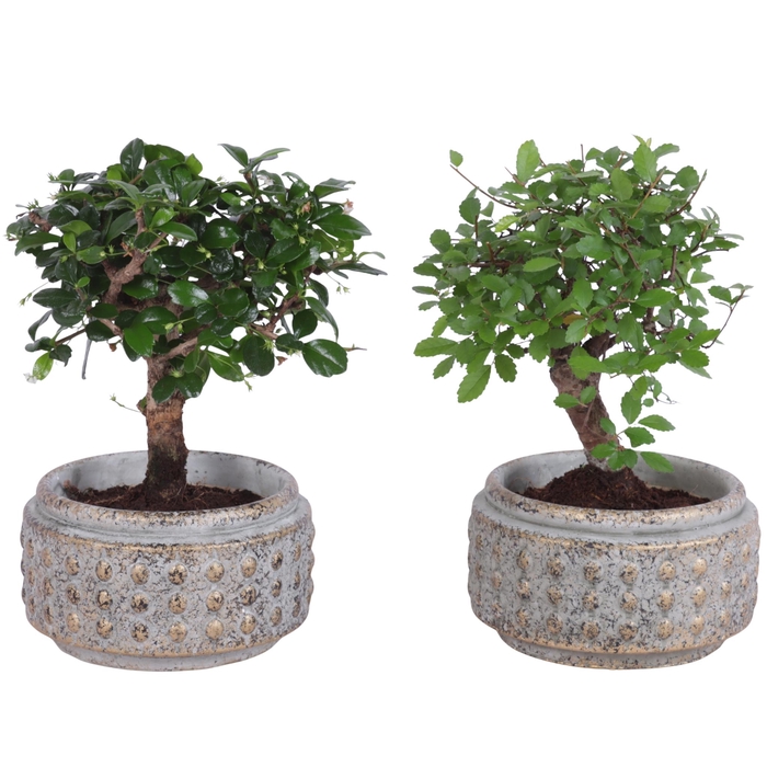 <h4>Bonsai Indoor Mix Ø11cm Ball Shape in Ø14cm Luxury Bowl</h4>