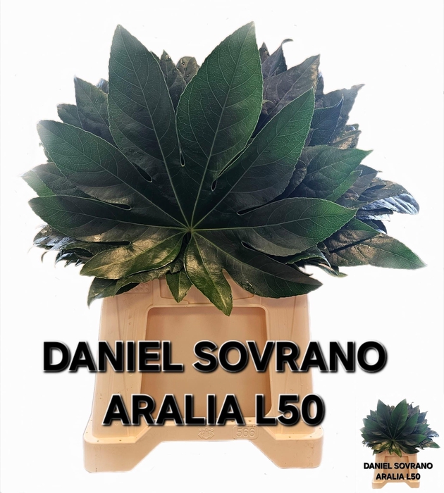 <h4>FATSIA JAPONICA BLAD</h4>