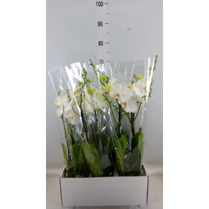 Phalaenopsis   ...white