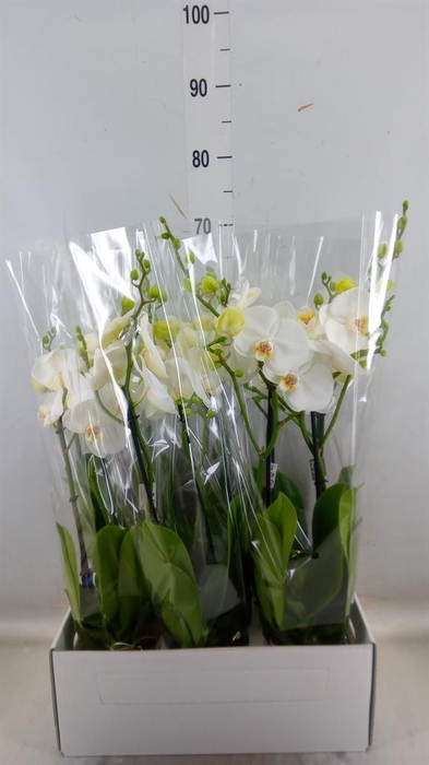 <h4>Phalaenopsis ...white</h4>
