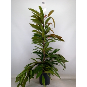 Ficus binn. 'Amstel King'