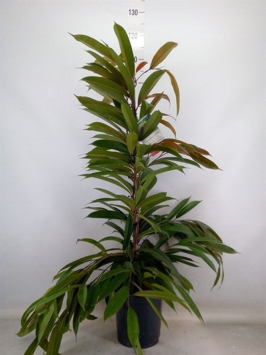 <h4>Ficus binn. 'Amstel King'</h4>