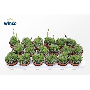 Anacampseros Marlothi