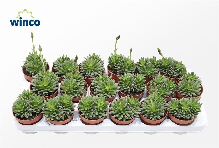 <h4>Anacampseros Marlothi</h4>