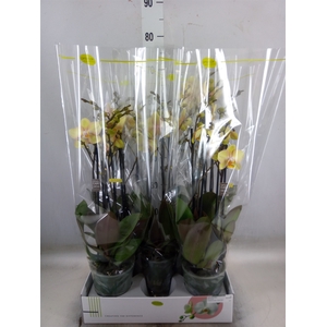 Phalaenopsis   ...
