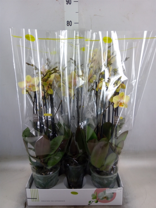 <h4>Phalaenopsis   ...</h4>