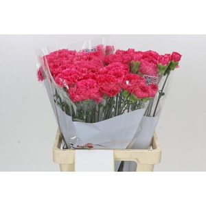 Dianthus St Bizet