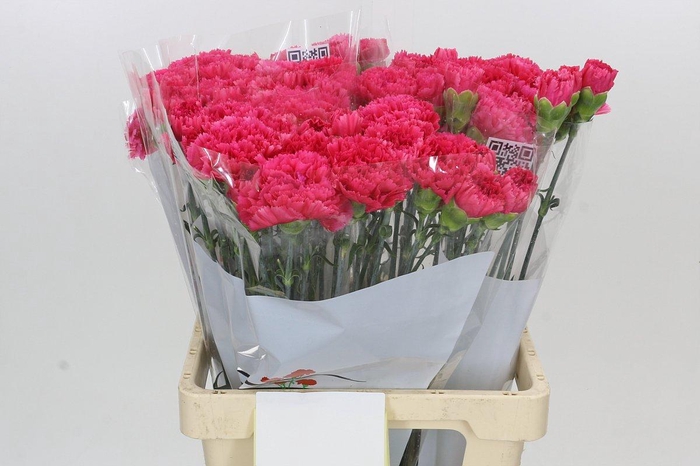 Dianthus St Bizet