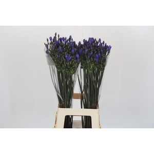 Triteleia Blues