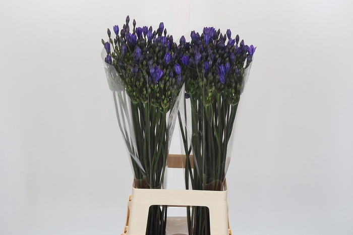 <h4>Triteleia Blues</h4>