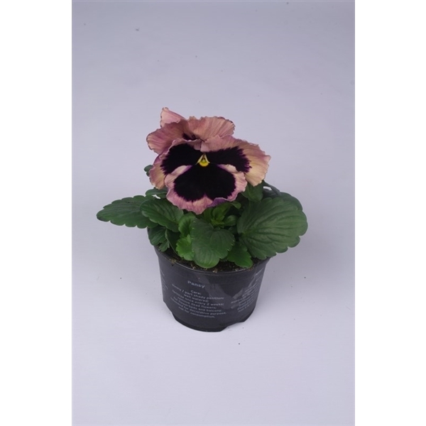 <h4>Viola x wittrockiana Delta F1 Rose Surprise</h4>