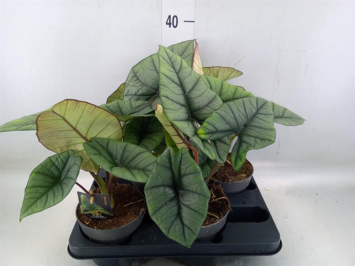 <h4>Alocasia   ...</h4>