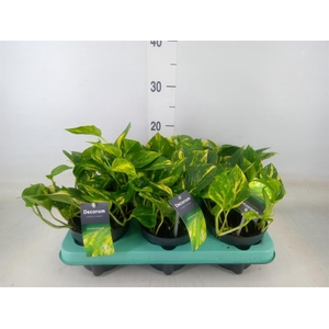 Epipremnum pinn. 'Hicolor'