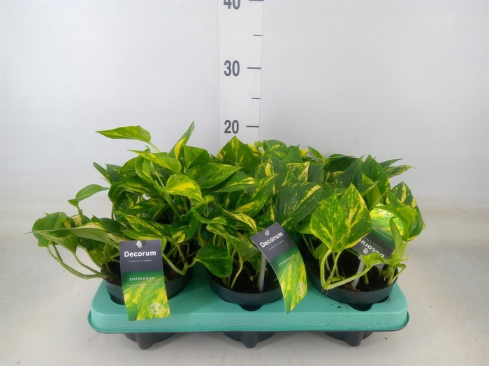 <h4>Epipremnum pinn. 'Hicolor'</h4>