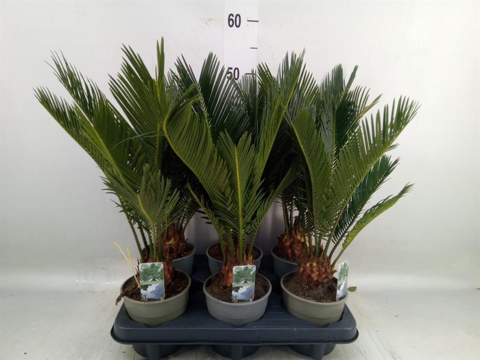 <h4>Cycas revoluta</h4>