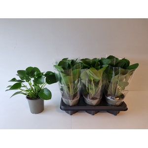 Pilea peperomoides 13Ø 25cm