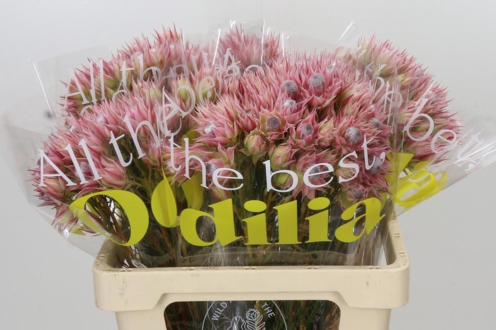 <h4>Blushing Bride Pink 6/9 Flowers</h4>