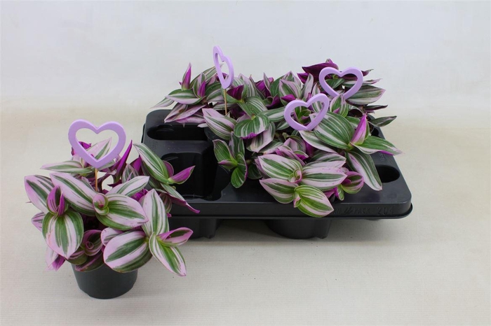 <h4>Tradescantia albiflora 'Nanouk'</h4>