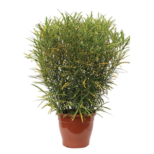 CROTON BRASILEIRINHO P17