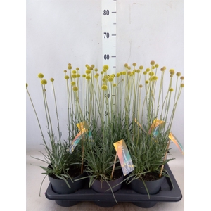Craspedia globosa 'Golf Beauty'