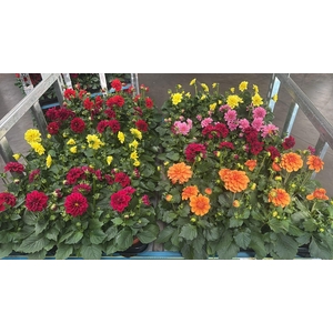 DAHLIA MIXK 5 KL