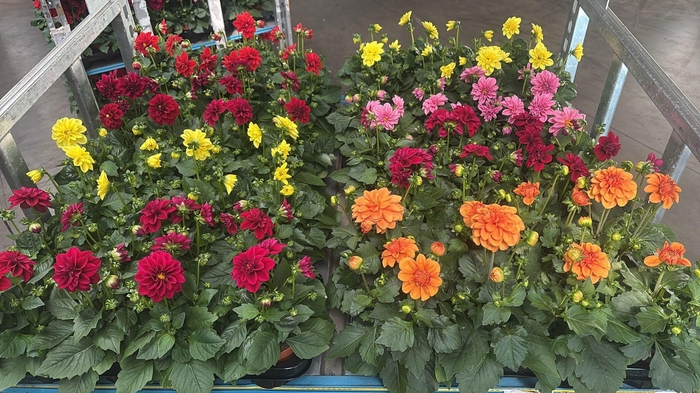 <h4>DAHLIA MIXK 5 KL</h4>