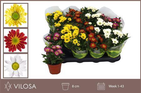 <h4>Chrysant Swifty Mix</h4>