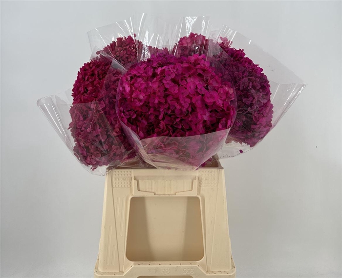 <h4>Dr Hydra Annab Stab Fuchsia</h4>