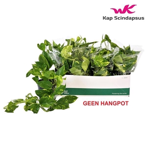 Scindapsus (Epipremnum) Aureum GEEN HANGPOT 15cm