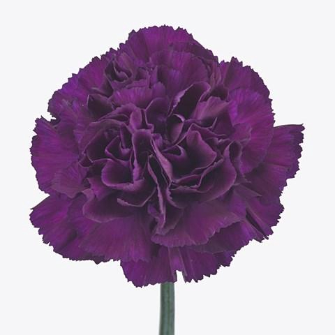 Dianthus St Florigene Moonvista