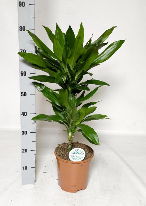 <h4>DRA DE J LIND</h4>