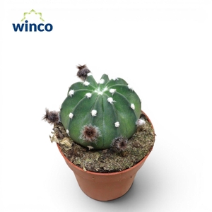 Echinopsis Subdenudata (flowering)