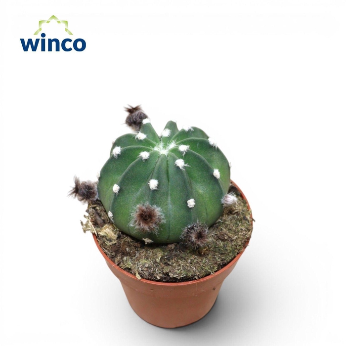 <h4>Echinopsis Subdenudata (flowering)</h4>
