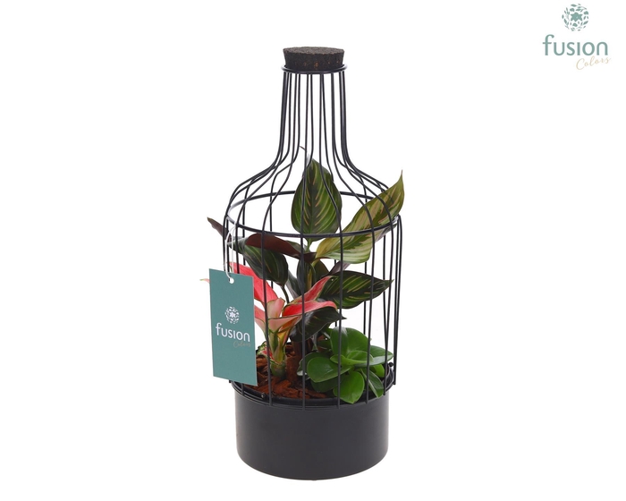 <h4>Metaal fles zwart Small met Trendy planten</h4>