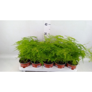 Asparagus setaceus