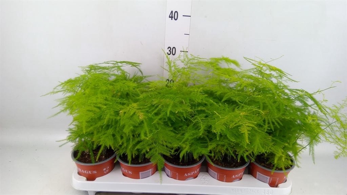 <h4>Asparagus setaceus</h4>