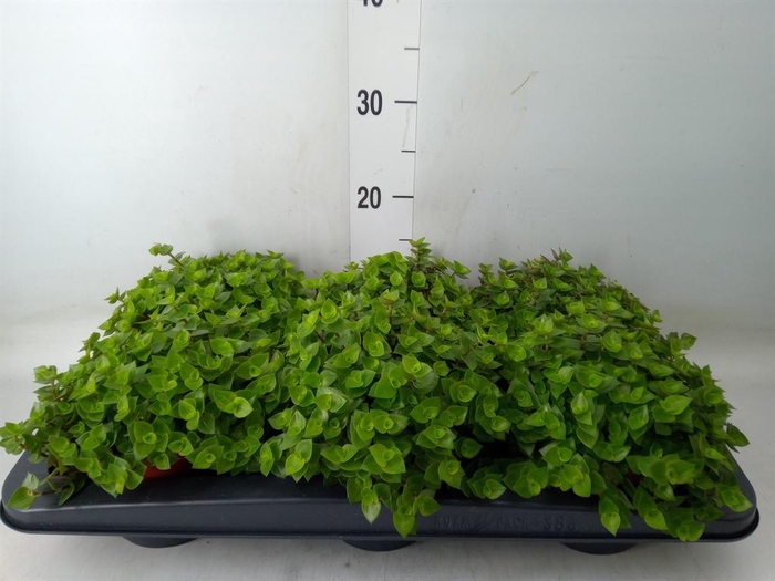 <h4>Callisia repens</h4>