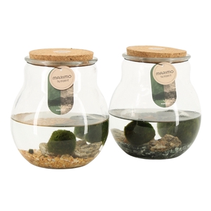 90689: Marimo arrangement