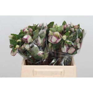 Hell Frk Glenda Glos