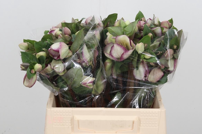 <h4>Hell Frk Glenda Glos</h4>