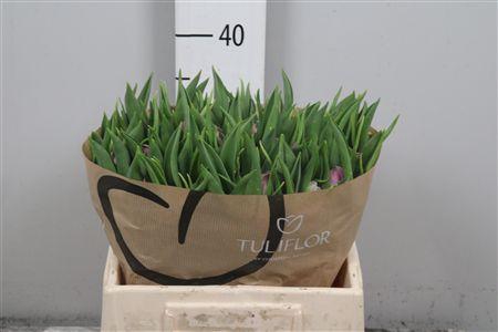 <h4>Tu Du Double Price</h4>