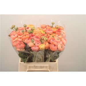 Ran Elegance Salmon Super