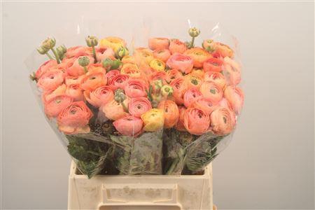 <h4>Ran Elegance Salmon Super</h4>