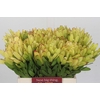 Leucadendron Goldstrike