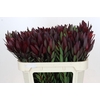Leucadendron Saf Sunset Dark R.